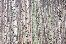 Dense stand of Silver birch (Betula pendula), Wester Ross, Scotland, UK, February.