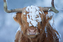 Highland cow in winter, Glenfeshie, Cairngorms National Park, Scotland, UK, March.