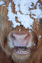 Highland cow close up with mouth open, Glenfeshie, Cairngorms National Park, Scotland, UK, March.