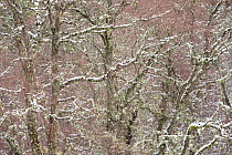 Mixed birch and alder woodland, Insh Wood, Cairngorms National Park, Scotland, UK, March.