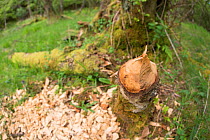 Tree felled by Eurasian beaver (Castor fiber) feeding activity, Knapdale Forest, site of Scottish Beaver Trial, Argyll, Scotland, UK, June.