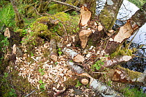 Trees and stumps with evidence of Eurasian beaver (Castor fiber) feeding activity, Knapdale Forest, site of Scottish Beaver Trial, Argyll, Scotland, UK, June.