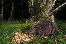 Eurasian beaver (Castor fiber) feeding at night, Knapdale Forest, Argyll, Scotland, UK, June.