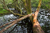 Felled tree with signs of Eurasian beaver (Castor fiber) feeding activity, Knapdale Forest, Argyll, Scotland, UK, June.