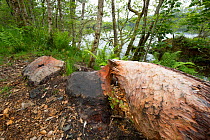 Felled tree, a sign of Eurasian beaver (Castor fiber) feeding activity, Knapdale Forest, Argyll, Scotland, UK, June.