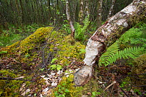 Tree with signs of Eurasian beaver (Castor fiber) feeding activity, Knapdale Forest, Argyll, Scotland, UK, June.
