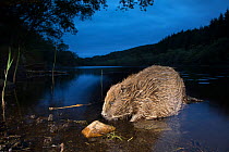 Eurasian beaver (Castor fiber) foraging in loch at night, Knapdale, Argyll, Scotland, UK, June.
