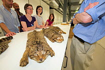 Scottish Wildcat Action project staff learning about Scottish wildcat (Felis silvestris grampia) pelage markings through examining pelts at National Collections Centre, Edinburgh, Scotland, UK, July 2015.