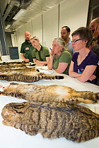 Scottish Wildcat Action project staff learning about Scottish wildcat (Felis silvestris grampia) pelage markings through examining pelts at National Collections Centre, Edinburgh, Scotland, UK, July 2...