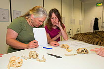 Scottish Wildcat Action project staff learning about Scottish wildcat (Felis silvestris grampia) skulls at National Collections Centre, Edinburgh, Scotland, UK, July 2015.