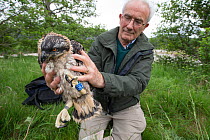 Bird ringer Roy Dennis holding Osprey (Pandion haliaetus) fledgling after having ringed it under licence, Glenfeshie, Cairngorms National Park, Scotland, UK, July 2015.