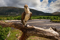 Osprey (Pandion haliaetus) perching on branch with fish, river and hills in background, Glenfeshie, Cairngorms National Park, Scotland, UK, August 2015.