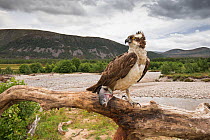 Osprey (Pandion haliaetus) perching on branch with fish, river and hills in background, Glenfeshie, Cairngorms National Park, Scotland, UK, August 2015. Highly commended in the Habitat Category of the...