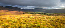 Stormy light over heather moorland, Glenfeshie, Cairngorms National Park, Scotland, UK, September 2015.