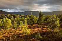Evening light over regenerating Scots pine (Pinus sylvestris) woodland, Glenfeshie, Cairngorms National Park, Scotland, UK, September 2015.