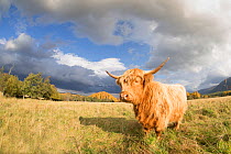 Highland cow in meadow, Cairngorms National Park, Scotland, UK, October.