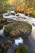 River / Burn flowing through woodland, Glen Affric National Nature Reserve, Highland, Scotland, October 2015.