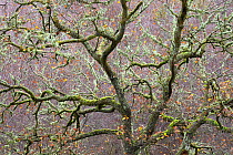 Sessile oak (Quercus petraea) branches in autumn, Loch Lomond & Trossachs National Park, Scotland, UK, November.