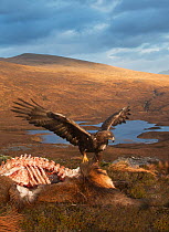 Golden eagle (Aquila chrysaetos) feeding on Red deer (Cervus elaphus) carcass, Assynt, Sutherland, Highland, Scotland, January.