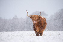 Highland cow in snow, Glenfeshie, Cairngorms National Park, Scotland, UK, February.