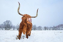 Highland cow licking nose in snow, Glenfeshie, Cairngorms National Park, Scotland, UK, February.