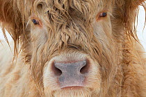 Close-up of a Highland cow, Glenfeshie, Cairngorms National Park, Scotland, UK, February.