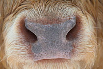 Close-up of the nose of a Highland cow, Glenfeshie, Cairngorms National Park, Scotland, UK, February.