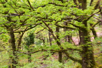 Sessile oak (Quercus petraea) branches in Atlantic oakwood, Taynish National Nature Reserve, Argyll, Scotland, UK, June.