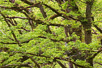 Sessile oak (Quercus petraea) branches in Atlantic oakwood, Taynish National Nature Reserve, Argyll, Scotland, UK, June.