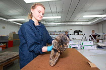 Post mortem examination of Scottish wildcat (Felis silvestris grampia), probably a Domestic cat (Felis catus) hybrid, National Museum of Scotland, Edinburgh, Scotland, UK, May 2016.