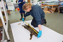 Measuring Scottish wildcat (Felis silvestris grampia), probably a Domestic cat (Felis catus) hybrid, as part of post mortem examination, National Museum of Scotland, Edinburgh, Scotland, UK, May 2016.