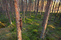 Pine marten (Martes martes) climbing tree in pine woodland, Glenfeshie, Cairngorms National Park, Scotland, UK, May.