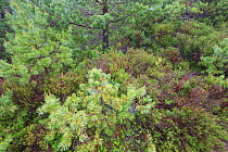Section of forest floor with young Scots pine (Pinus sylvestris) and regenerating vegetation, Rothiemurchus Forest, Cairngorms National Park, Scotland, UK, June.