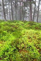 Carpet of Blaeberry (Vaccinium myrtillus) amidst Scots pine (Pinus sylvestris) forest, Rothiemurchus Forest, Cairngorms National Park, Scotland, UK, June.