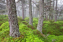 A carpet of Blaeberry (Vaccinium myrtillus) in Scots pine (Pinus sylvestris) forest, Rothiemurchus Forest, Cairngorms National Park, Scotland, UK, June.