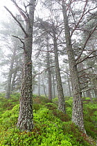 A carpet of Blaeberry (Vaccinium myrtillus) in Scots pine (Pinus sylvestris) forest, Rothiemurchus Forest, Cairngorms National Park, Scotland, UK, June.