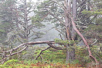 Ancient Scots pine (Pinus sylvestris) in woodland, Rothiemurchus Forest, Cairngorms National Park, Scotland, UK, June.