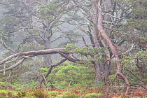 Ancient Scots pine (Pinus sylvestris) in woodland, Rothiemurchus Forest, Cairngorms National Park, Scotland, UK, June.
