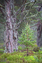 Young Scots pine (Pinus sylvestris) with veteran tree behind, Rothiemurchus Forest, Cairngorms National Park, Scotland, UK, June.