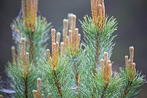 Scots pine (Pinus sylvestris) tree shoots, Rothiemurchus Forest, Cairngorms National Park, Scotland, UK, June.
