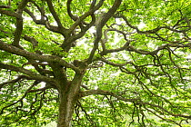 Ancient Sessile oak (Quercus petraea) in summer foliage, Taynish National Nature Reserve, Argyll, Scotland, UK, June 2016.