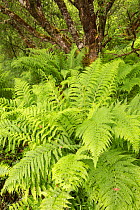 Ferns in Atlantic oakwood, Taynish National Nature Reserve, Argyll, Scotland, UK, June.