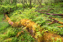 Fallen Oak (Quercus sp) with shoots growing from trunk in Atlantic oakwood, Taynish National Nature Reserve, Argyll, Scotland, UK, June.