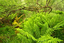 Ferns and mossy deadwood in Atlantic oakwood, Taynish National Nature Reserve, Argyll, Scotland, UK, June.