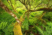 Moss covered Sessile oak (Quercus petraea) and ferns in Atlantic oakwood, Taynish National Nature Reserve, Argyll, Scotland, UK, June.
