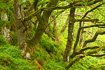 Moss covered Sessile oaks (Quercus petraea) and ferns in Atlantic oakwood, Taynish National Nature Reserve, Argyll, Scotland, UK, June.