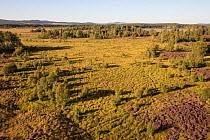 Aerial view over scattered woodland and heather moorland, Tulloch Moor, Cairngorms National Park, Scotland, UK, September 2015.