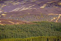 Mixed habitat of heather moorland and commercial forestry on grouse shooting estate, Deeside, Cairngorms National Park, Scotland, UK, April 2016.