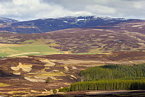 Patchwork of heather moorland and commercial forestry on grouse shooting estate, Deeside, Cairngorms National Park, Scotland, UK, April 2016.