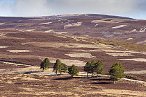 Patchwork of upland heather moorland and isolated Scots pine (Pinus sylvestris) trees on grouse shooting estate, Cairngorms National Park, Scotland, UK, April 2016.